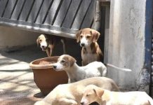 चाकण परिषदेने कुत्र्यांची नसबंदी मोहीम सुरू केली, निवारा संख्या दुप्पट