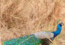 एनआयबीएम-उंद्रीचे हिरवे ठिपके उष्णता, टंचाईमध्ये कोरडे पडले आहेत